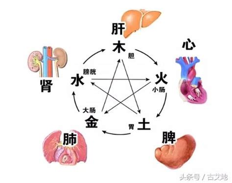 五行 五臟六腑|臟腑